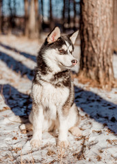 portrait of siberian husky
