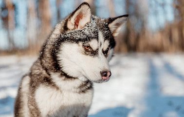 siberian husky in snow