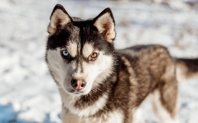 siberian husky in snow