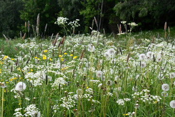 Close-up on a wildflower field with differen wild plants flowering