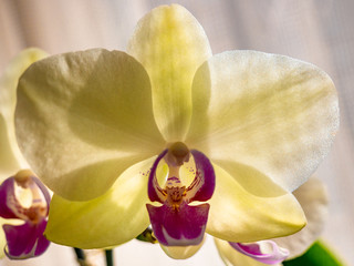 Yellow-White-Violet-Red Flower Orchid(Orchidaceae) backlit by a bright sun