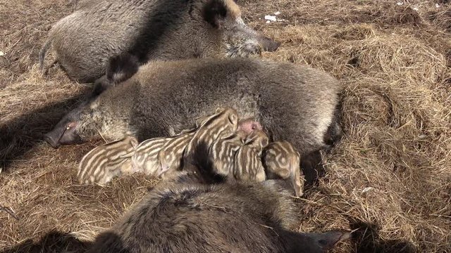Wildschwein beim f&uuml;ttern der Frischlinge