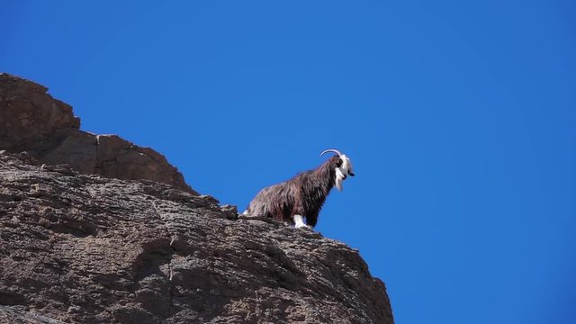 Arabian Tahr or Mountain Goat Standing on Steep Rocky Cliff of Wadi Ghul aka Grand Canyon of Oman in Jebel Shams Mountains with Clear Blue Sky Background on Sunny Day
