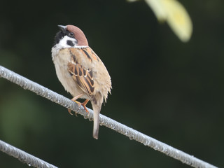 ワイヤーに掴まる可愛い雀