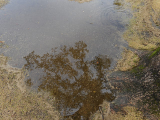 木の下に溜まる雨の水