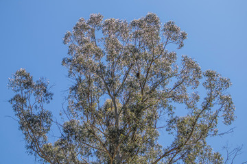 Obraz premium A bird nest in a eucalyptus tree