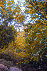 autumn in the park
