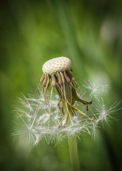 Closeup of a dandelion