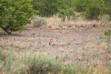 Black-backed jackal in the open savanna