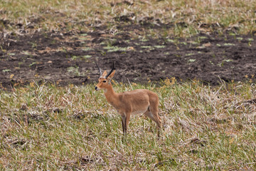The common reedbuck standing in the grass