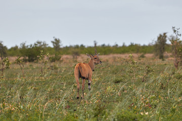 Young male eland in Kruger