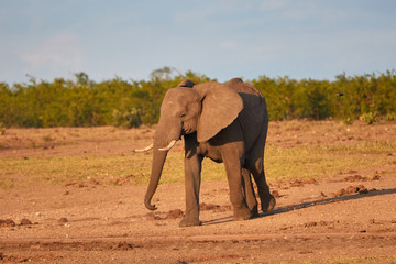 Fototapeta na wymiar An African Elephant during sunset