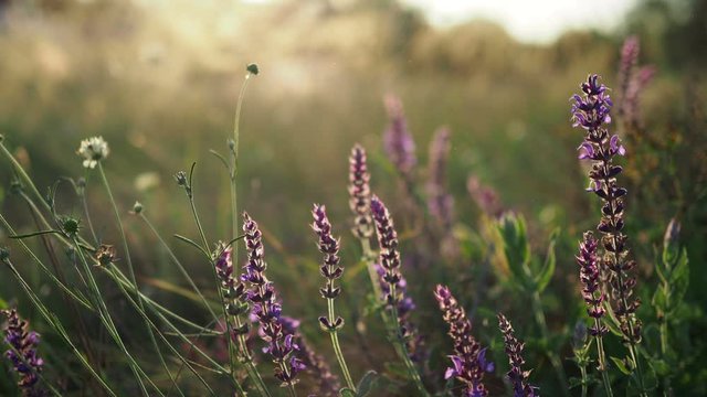 Beautiful purple flowers on a summer meadow at sunset
