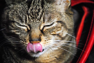 Chat