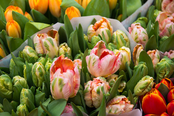 Many tulip flowers on sale in a Dutch shop