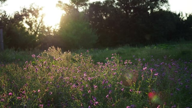 Beautiful purple flowers on a summer meadow at sunset