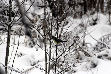 A bird on the branch