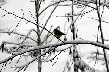 A bird on the branch