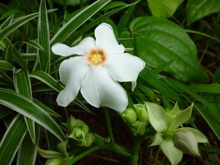 Fototapeta na wymiar White flower and green grass and leaves