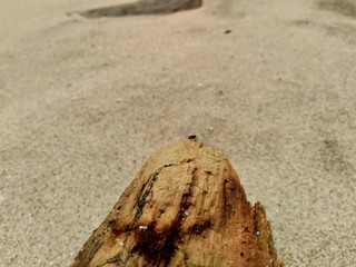 Natural wood on the nature with sand and rock in the beach.