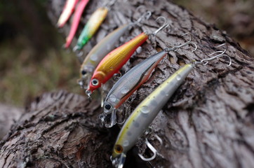 Obraz premium 倒木にぶら下げたルアー