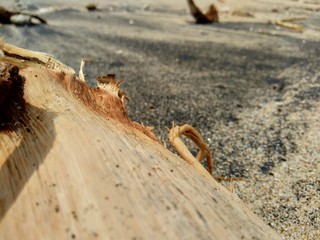 Natural wood on the nature with sand and rock in the beach.