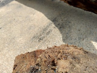 Natural wood on the nature with sand and rock in the beach.