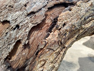 Natural wood on the nature with sand and rock in the beach.