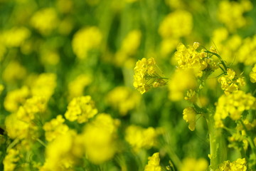 咲き誇る菜の花