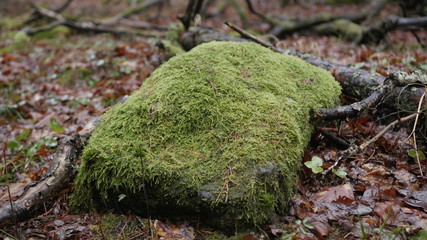 life in the spring forest