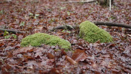 life in the spring forest