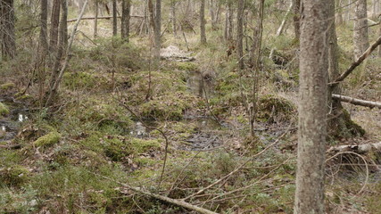 life in the spring forest