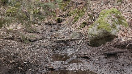 life in the spring forest