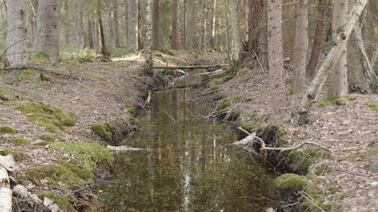 life in the spring forest