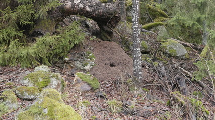 sleeping anthill in the spring of the year