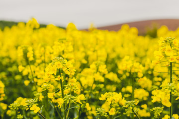 Blooming yellow rape field.