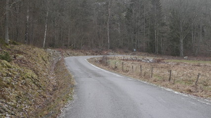 spring road through the forest