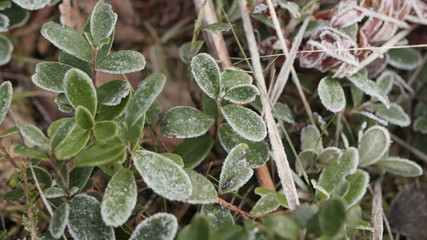 frost leaves in Swedish forests