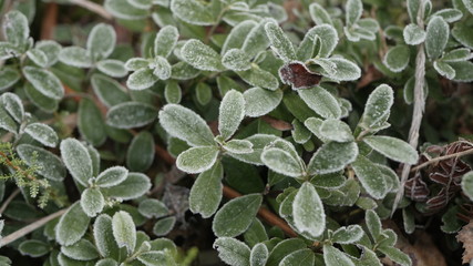 frost leaves in Swedish forests