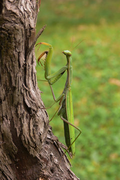 Mantide religiosa (Mantis religiosa),ritratto su tronco
