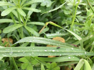 dew and bug on grass