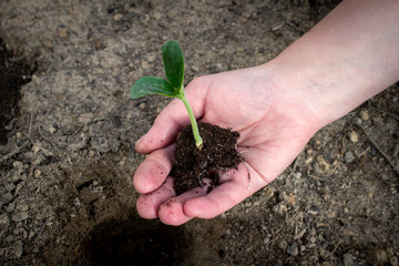 A woman holds a young cucumber sprout in her hand, closeup