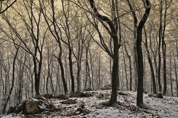 Snowy forest covered with glaze ice and rime. Fog,oak trees, rocks and stones, woodland, winter landscape.  Czech republic,Europe.  .