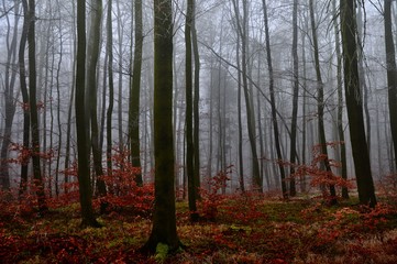 Mysterious foggy forest. Beech trees, green forest grass,gloomy winter landscape. .