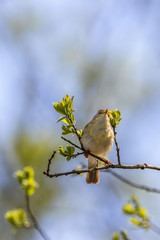 Willow Warbler sitting and looking on a branch