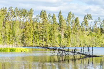 Forest lake with a dead tree and pine forest on a hill