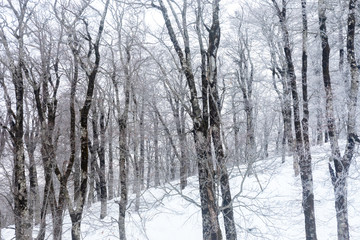 森吉阿仁スキー場