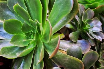 succulents
