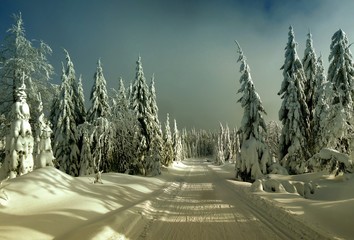 Cross country ski track leading among snow covered spruce trees, snowy winter landscape, mountain forest, sunlight,daylight, clouds, rime, sky.  .