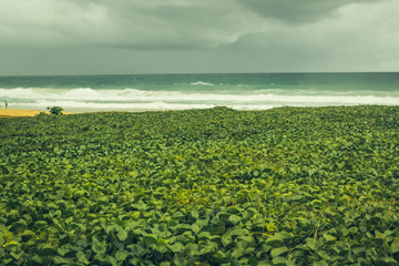 green leaves by the sea in thailand, beautiful summer landscape